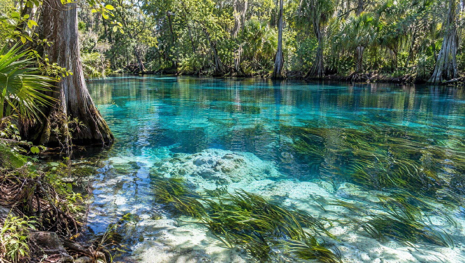 Clear blue Florida spring water over white limestone, with cypress trees along the bank