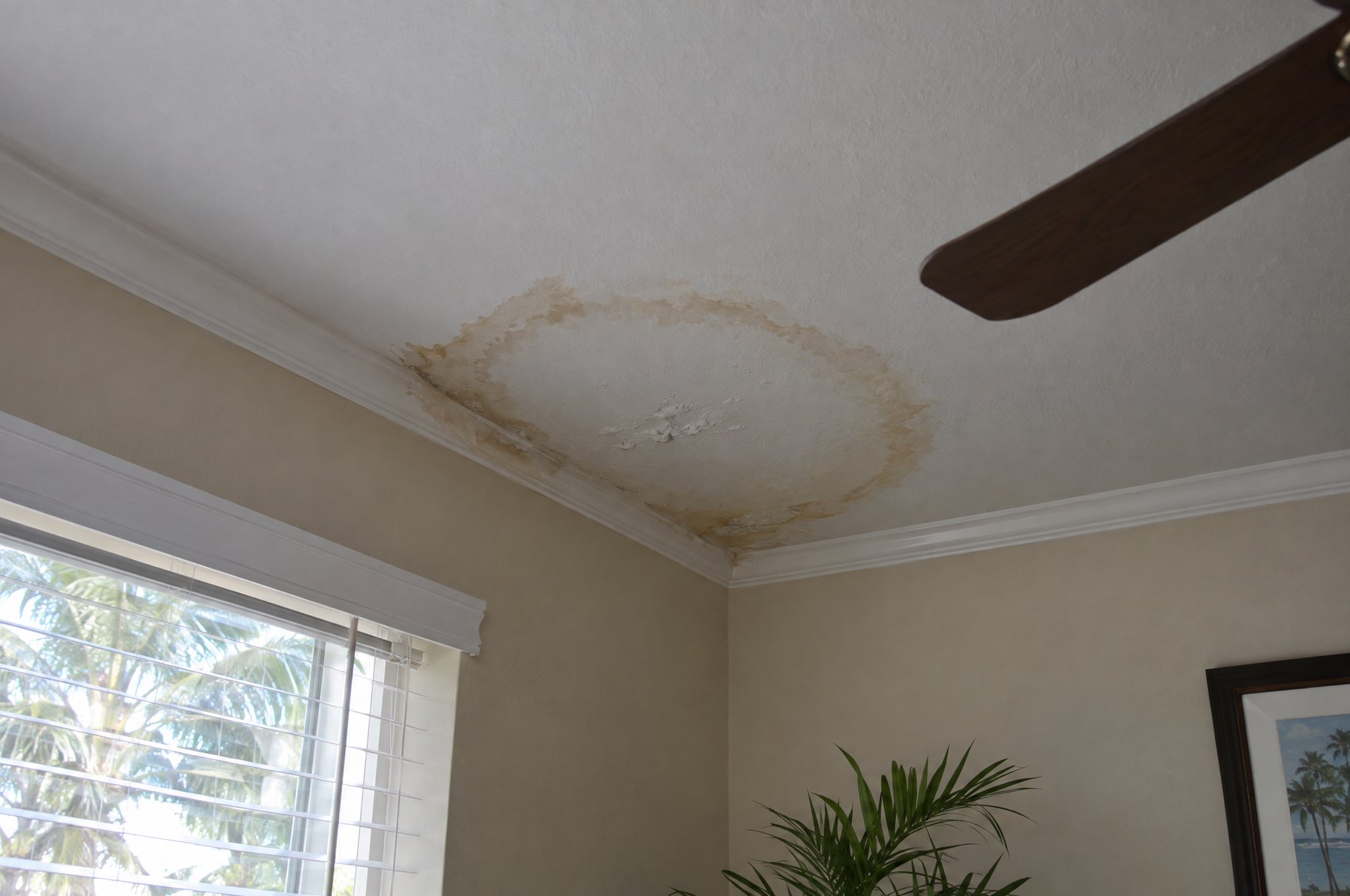 A brown ring-shaped water stain spreading across a white living room ceiling near the crown molding, with a ceiling fan at the edge