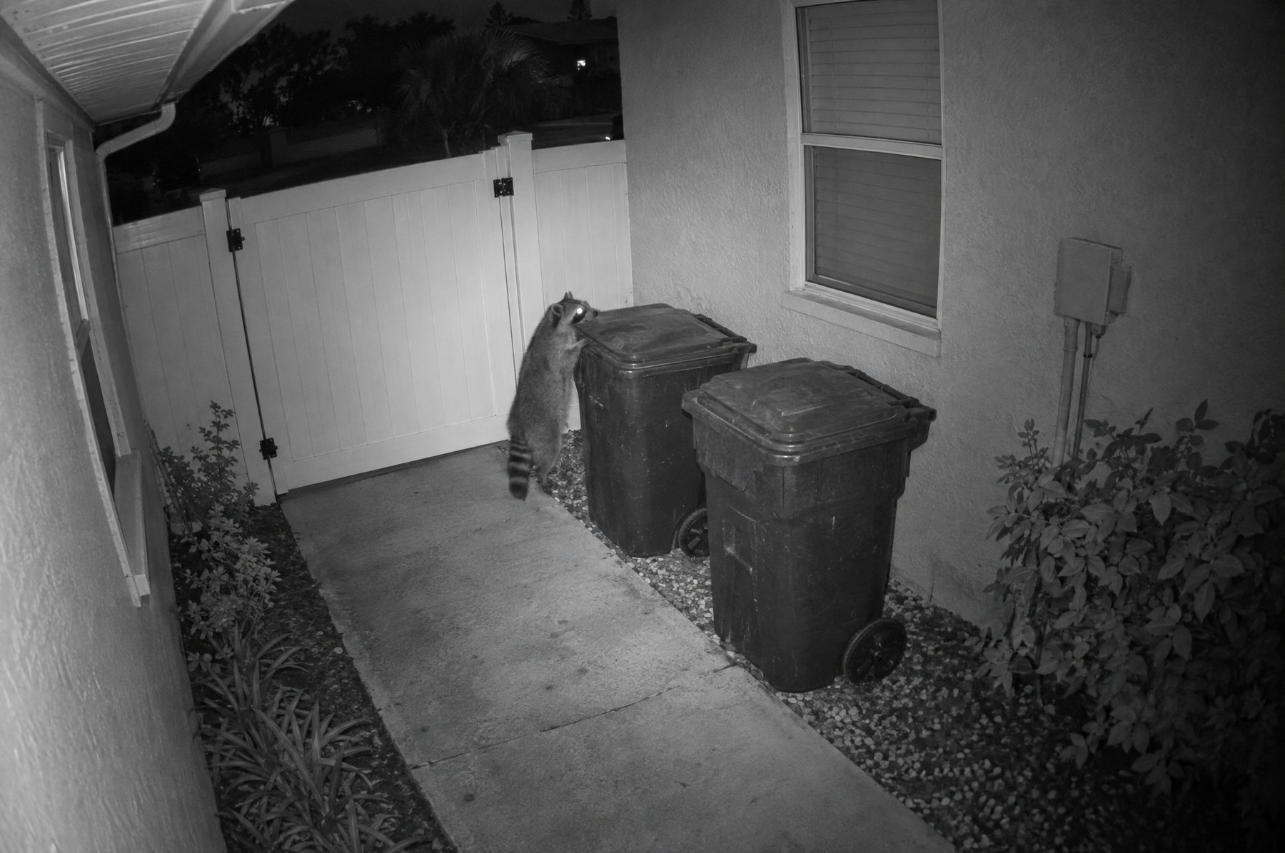 Black and white night vision camera view of a raccoon standing on its hind legs at a trash bin beside a white side gate